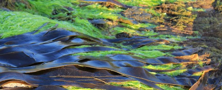 ¿Qué son las algas marinas?